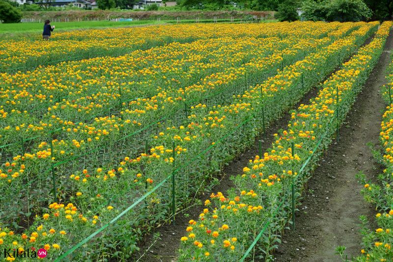 Hoa rum Mogami benibana